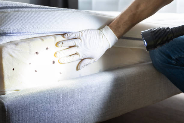 Trusted Lincoln Park, MI Pest Control Experts