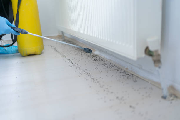 Best Ant Control Services  in Lincoln Park, MI